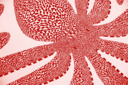 Morf.st / Barbara Janczak